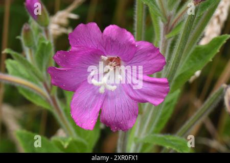 Einzelne rosafarbene Blume der Haarigen Weidenweide' Epilobium hirsutum', die zur Weidenweidengattung Epilobium, Familie Onagraceae, gehört. Auch bekannt als gre Stockfoto