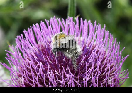 Eine mit Pollen bedeckte Hummel auf dem Kopf einer Wolldistel „Cirsium eriophorum“ in einem stillgelegten Steinbruch auf der Kreidefläche in Wiltshire. Stockfoto