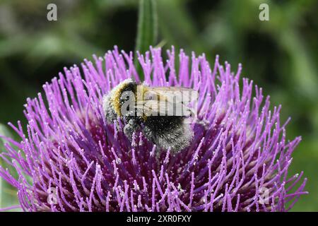 Eine mit Pollen bedeckte Hummel auf dem Kopf einer Wolldistel „Cirsium eriophorum“ in einem stillgelegten Steinbruch auf der Kreidefläche in Wiltshire. Stockfoto