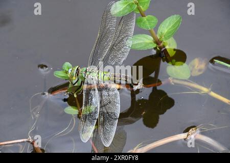 Eine weibliche KaiserLibelle Anax Imperator legt ihre Eier auf eine Bachkalkpflanze Veronica beccabunga in einem Gartenteich in Somerset. England Großbritannien Stockfoto