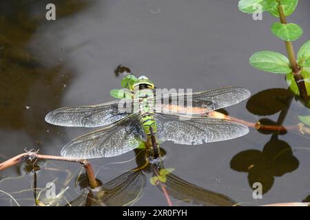 Eine weibliche KaiserLibelle Anax Imperator legt ihre Eier auf eine Bachkalkpflanze Veronica beccabunga in einem Gartenteich in Somerset. England Großbritannien Stockfoto