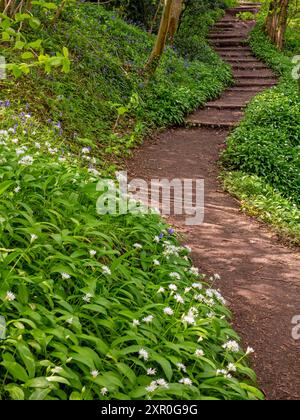 Waldwanderweg im Frühjahr bei Lovers Walk in Matlock Bath Derbyshire Peak District England Großbritannien Stockfoto