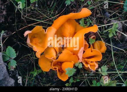 Orangenschalen-Pilze (Aleuria aurantia), die auf einem ehemaligen Lagerfeuer in Laubwäldern in Berwickshire, Scottish Borders, Schottland, im Oktober wachsen Stockfoto