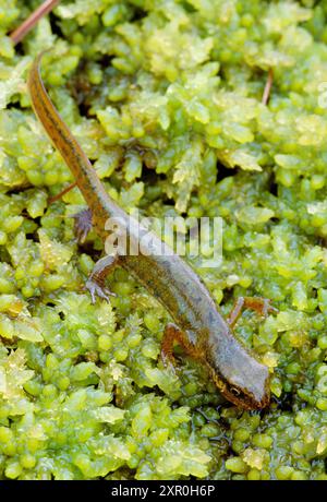 PALMATE Newt (Triturus helveticus) Weibchen auf Torfmoos im Beinn Eighe National Nature Reserve, Wester Ross, Schottland, Juli 2001 Stockfoto