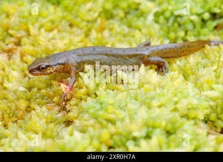 PALMATE Newt (Triturus helveticus) Weibchen auf Torfmoos im Beinn Eighe National Nature Reserve, Wester Ross, Schottland, Juli 2001 Stockfoto