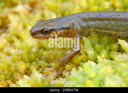 PALMATE Newt (Triturus helveticus) Weibchen auf Torfmoos im Beinn Eighe National Nature Reserve, Wester Ross, Schottland, Juli 2001 Stockfoto