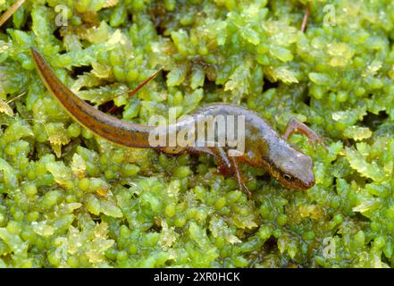 PALMATE Newt (Triturus helveticus) Weibchen auf Torfmoos im Beinn Eighe National Nature Reserve, Wester Ross, Schottland, Juli 2001 Stockfoto