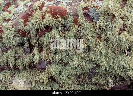 Sea Elfenbeinflechte (Ramalina siliquosa) Massenbekleidung auf Felsen auf dem Seeweg, Handa Island, Sutherland, Schottland, Juni 1997 Stockfoto