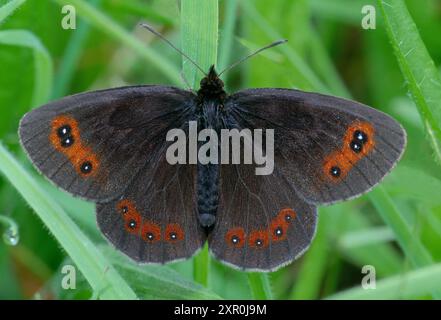 Scotch Argus Butterfly (Erebia aethiops) fotografiert früh am Morgen in kalter Luft und daher inaktiv, Lochaber, Schottland, Juli Stockfoto