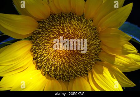 Ein Makrofoto einer schönen offenen und wachsenden Sonnenblume in der Fortpflanzungsphase mit der Saatgutproduktion. Eine wunderschöne Darstellung des Stockfoto