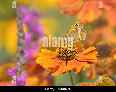 Schmetterling Pyronia tithonus, auch Gatekeeper oder Hedge Brown genannt, ernährt sich von Nektar aus Helenium-Sorten in einem bunten blühenden Garten Stockfoto