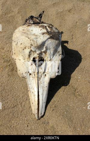 Porpoise Phocoena phocoena Schädel Stockfoto