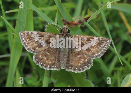 Schmuddeligen Skipper Erynnis tages Stockfoto