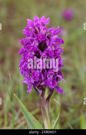 Nord-Knabenkraut Dactylorhiza purpurella Stockfoto