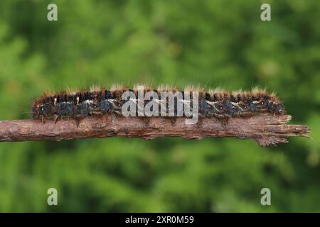 Eicheneier (Lasiocampa quercus) raupe Stockfoto