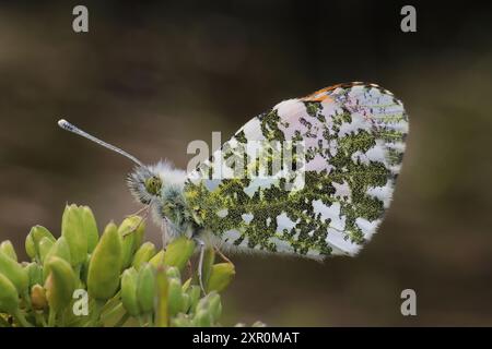 Orange Tipp Anthocharis cardamines Stockfoto