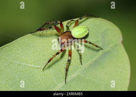 Gurke Grüne Kugel Spinne Araniella cucurbitina - männlich Stockfoto