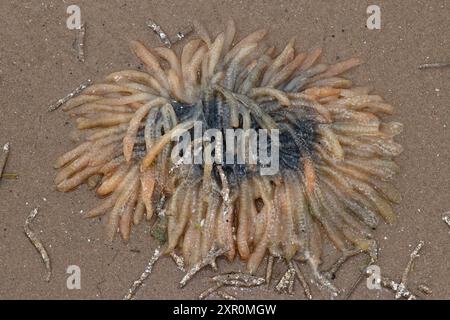 Tintenfischeier Loligo vulgaris am Strand angespült Stockfoto