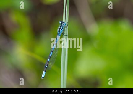 Becherjungfer, Gemeine Becherjungfer, Becher-Jungfer, Becher-Azurjungfer, Becherazurjungfer, Azurjungfer, Männchen, Enallagma cyathigera, Enallagma cy Stockfoto