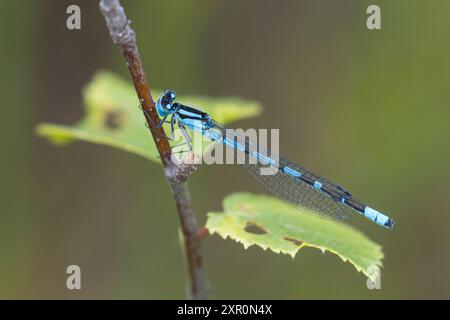 Becherjungfer, Gemeine Becherjungfer, Becher-Jungfer, Becher-Azurjungfer, Becherazurjungfer, Azurjungfer, Männchen, Enallagma cyathigera, Enallagma cy Stockfoto