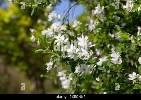 Exochorda racemosa Schneeberg weiß blühender Sträucher, Zierpflanze in Blüte, grüne Blätter an Zweigen Stockfoto