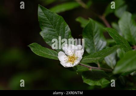 Weiße Blüten und Blätter des japanischen Loquatbaums eriobotrya japonica Stockfoto