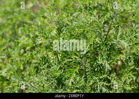 Wermut (Artemisia vulgaris) wächst wild im Garten Stockfoto