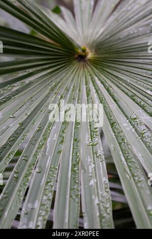 Chamaerops humilis Palm stammt aus der iberischen Halbinsel. Palmblätter in Tropfen Regen im Frühling. Stockfoto