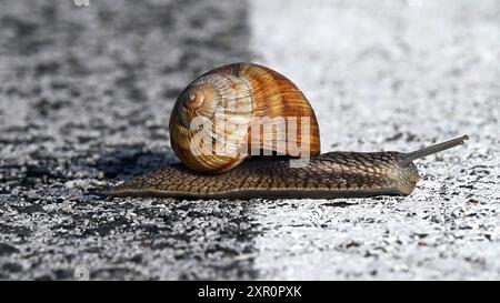 Braune Schnecke krabbelt auf grauer Asphaltstraße über weiße Linie im Breitbildformat Stockfoto