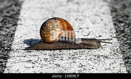 Braune Schnecke krabbelt auf grauer Asphaltstraße über weiße Linie im Breitbildformat Stockfoto