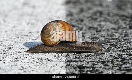 Braune Schnecke krabbelt auf grauer Asphaltstraße über weiße Linie im Breitbildformat Stockfoto