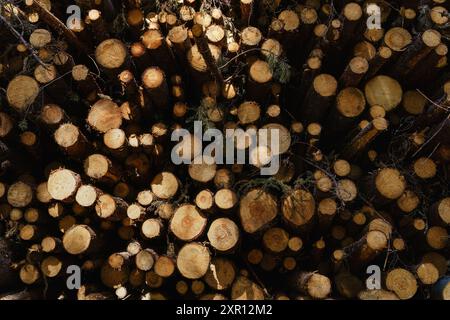 Eine Nahaufnahme von geschnittenen Baumstämmen in einem Wald Stockfoto