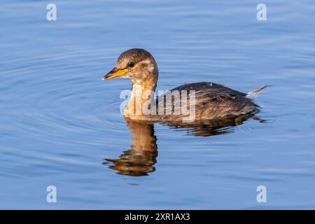 Kleiner Grebe / Dabchick (Tachybaptus ruficollis / Podiceps ruficollis) juvenile im ersten Wintergefieder schwimmen im August im Sommer im See Stockfoto