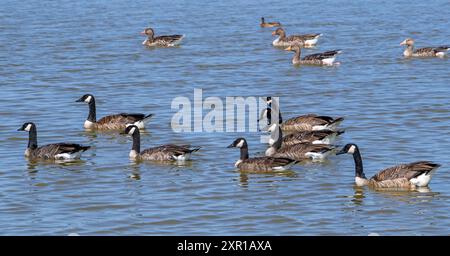 Kanadische Gänseherde / Familie von Kanadischen Gänsen (Branta canadensis) und Graugänsen mit Jungtieren, die im Sommer im See schwimmen Stockfoto