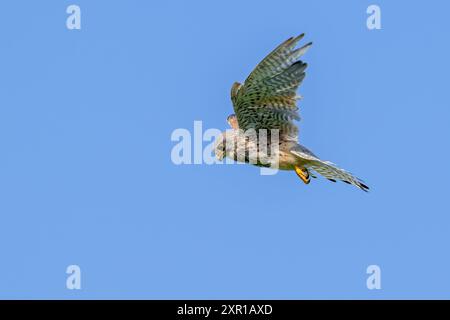 Falco tinnunculus (Falco tinnunculus) Jungfalke im Flug, schwebend mit Schwanzfedern ausgebreitet, im Sommer auf der Suche nach Beute unten Stockfoto