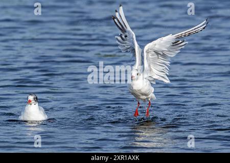 Schwarzkopfmöwe (Chroicocephalus ridibundus / Larus ridibundus) erwachsener Vogel im nicht-Brutgefieder, der im Sommer von der Wasseroberfläche abhebt Stockfoto