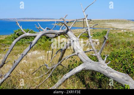 Ein toter Baum, der an einem Sommertag auf dem Land gebrochen und gefällt wurde Stockfoto