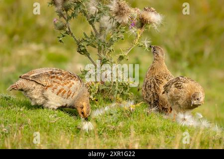 Graues Rebhuhn und Küken, wissenschaftlicher Name, Perdix Perdix. Ausgewachsene graue oder englische Rebhühner und gut gewachsene Küken, die an Distelsamen-Köpfen picken Stockfoto