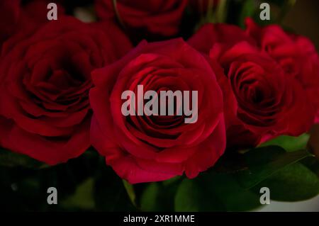 Roter Rosenstrauß Stockfoto