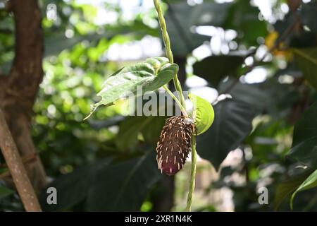 Blick auf eine Purple Yam Knolle (Dioscorea alata) aus der Luft, die aus einer hängenden Weinrebe an ihrem Stiel wächst Stockfoto