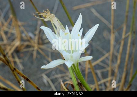 Blick auf die Sandlilie oder die Narzisse des Meeres. Pancratium maritimum, Wildpflanze blüht, weiße Blume, sandiger Strand Hintergrund. seerosilie. Stockfoto