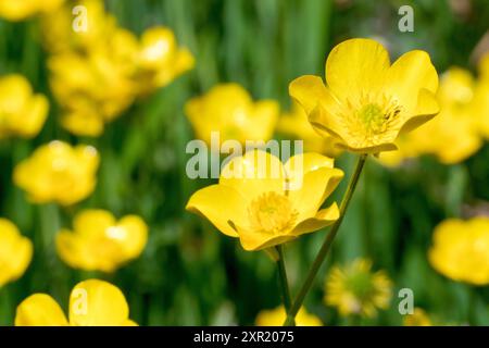 KnollenButterblume (Ranunkulus bulbosus), Nahaufnahme mit Fokus auf eine einzelne gelbe Blume aus vielen, die in der Frühlingssonne wachsen. Stockfoto