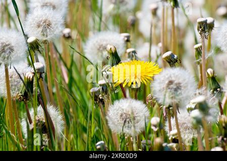 Löwenzahn (taraxacum officinale), Nahaufnahme einer einzigen gelben Blume umgeben von den Samenköpfen vieler anderer Löwenzahn. Stockfoto