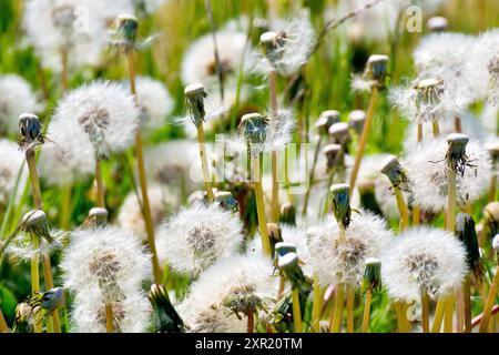 Nahaufnahme zeigt eine Masse von Löwenzahn-Samenköpfen (taraxacum officinale), einige neu geöffnet, andere mit ihren Samen bereits vom Wind verstreut. Stockfoto