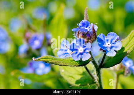 Grüne Alkanet (Pentaglottis sempervirens), Nahaufnahme mit den hellblauen Blüten der Pflanze, isoliert von einem Hintergrund anderer. Stockfoto