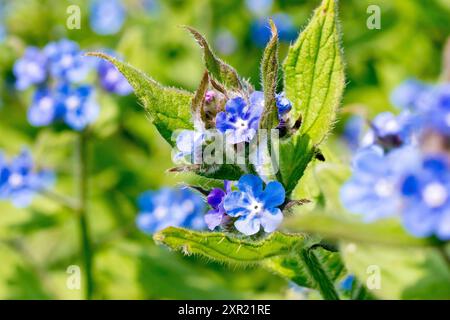 Grüne Alkanet (Pentaglottis sempervirens), Nahaufnahme mit den hellblauen Blüten der Pflanze, isoliert von einem Hintergrund anderer. Stockfoto