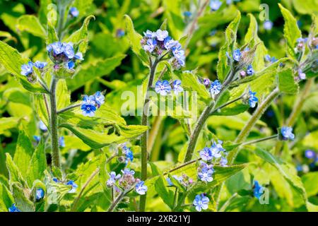 Grüne Alkanet (Pentaglottis sempervirens), Nahaufnahme mit einem allgemeinen Blick auf die hellblauen Blüten der Frühlingspflanze. Stockfoto