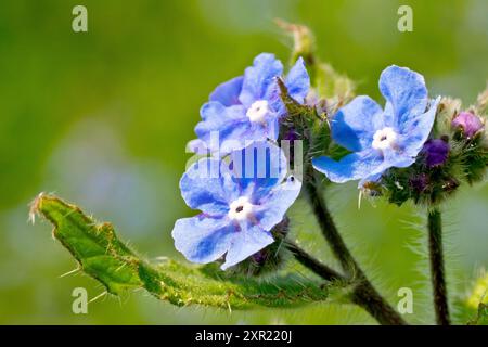 Grüne Alkanet (Pentaglottis sempervirens), Nahaufnahme mit den hellblauen Blüten der Pflanze, isoliert vom Hintergrund. Stockfoto