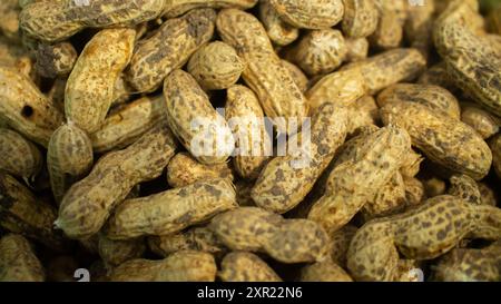 Gruppe von frisch gemahlenen Erdnüssen Ernte vom Feld. Perfekt für Themen im Zusammenhang mit Landwirtschaft und Landwirtschaft. Stockfoto