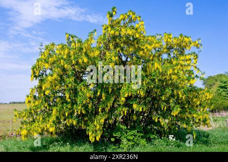 Laburnum (Laburnum anagyroides), ein isolierter, kleiner Baum, der im Frühjahr an einem Straßenrand wächst. Stockfoto